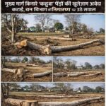बालोद के जुगेरा में जंगलों पर चल रही आरीमुख्य मार्ग किनारे ‘कहुवा’ पेड़ों की खुलेआम अवैध कटाई, वन विभाग की निगरानी पर उठे सवाल