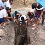 गड्ढे में फंसी गाय को पार्षद अब्दुल इब्राहिम खान ने स्थानीय नागरिकों के सहयोग से सुरक्षित निकलवाया
