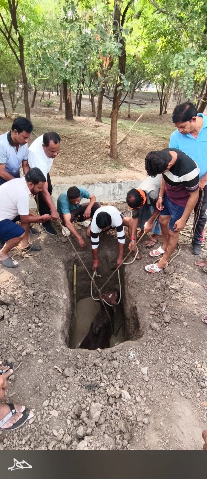 गड्ढे में फंसी गाय को पार्षद अब्दुल इब्राहिम खान ने स्थानीय नागरिकों के सहयोग से सुरक्षित निकलवाया
